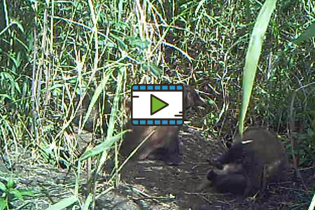 無人撮影カメラで撮影したアナグマ家族